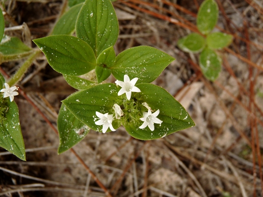 {Richardia brasiliensis}